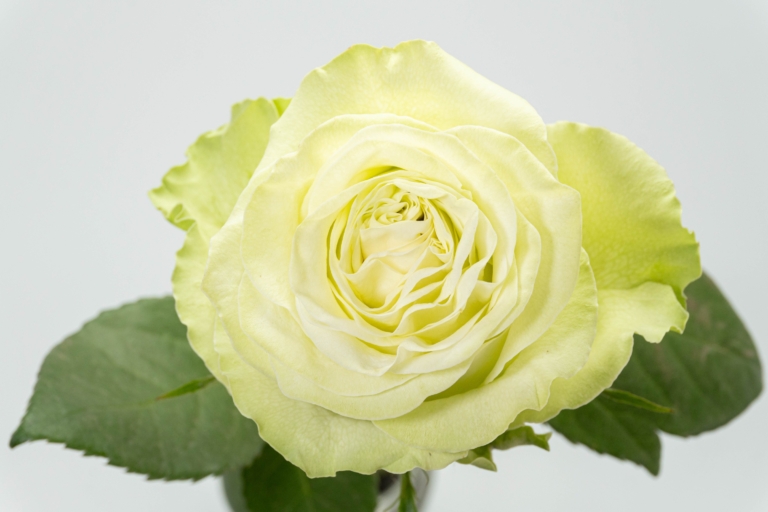 Wasabi — Green rose, Luxus Blumen