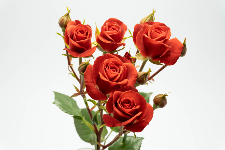 Antares — Orange spray rose, Luxus Blumen