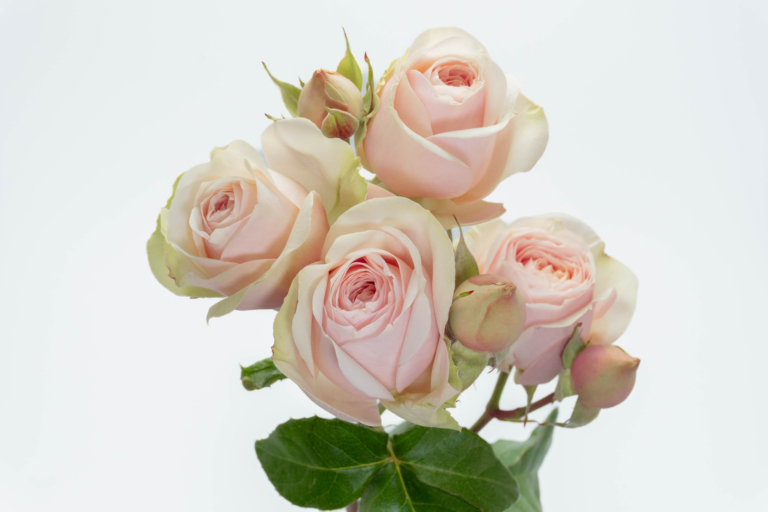 Aquila — Garden Style spray rose, Luxus Blumen