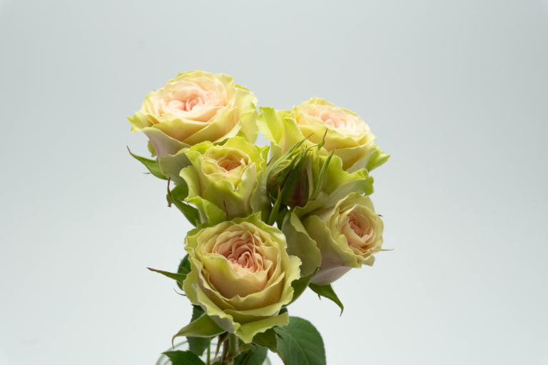 Aurora — Garden Style spray rose, Luxus Blumen