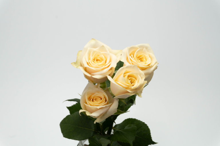 Bali — Peach spray rose, Luxus Blumen