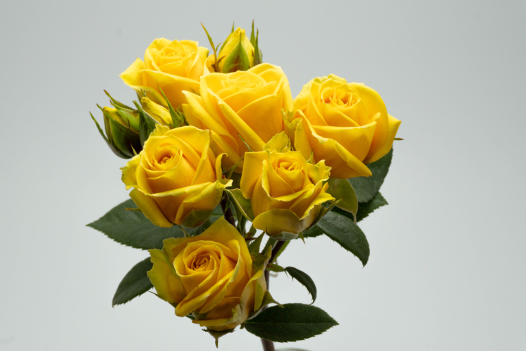 Bora Bora — Yellow spray rose, Luxus Blumen