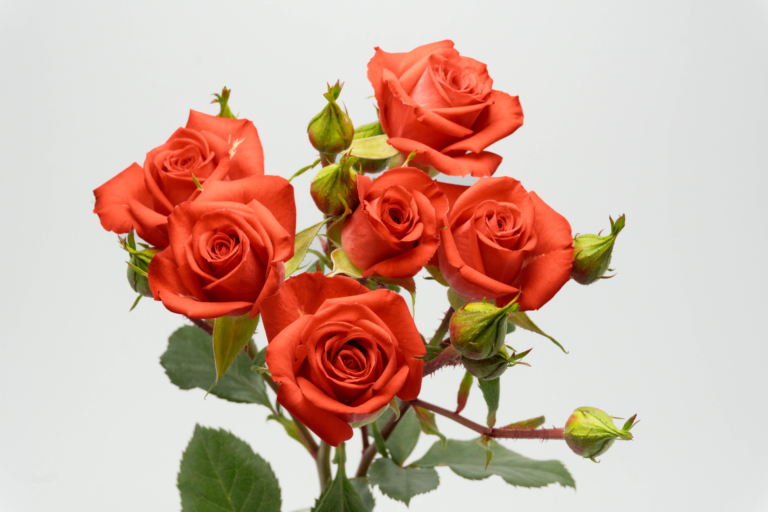 Coral Storm — Orange spray rose, Luxus Blumen