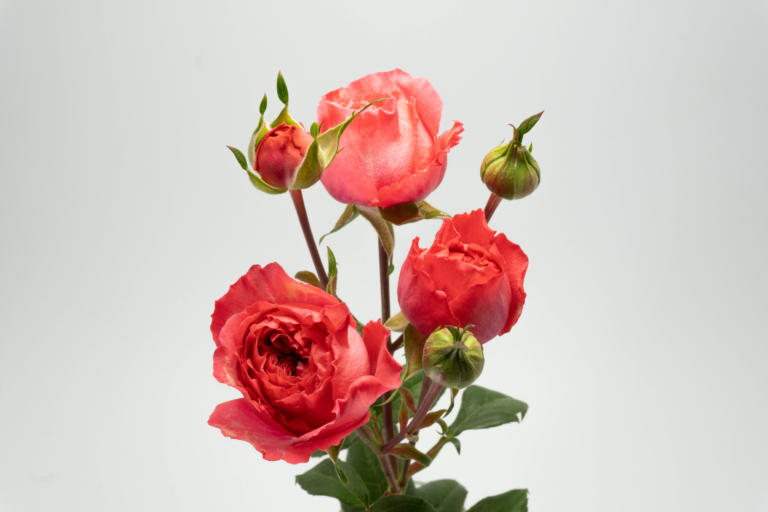 Cozumel — Light Pink spray rose, Luxus Blumen