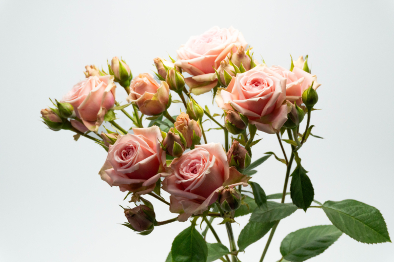 Creta — Light Pink spray rose, Luxus Blumen