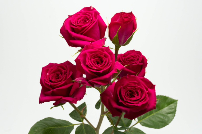 Fire Up — Hot Pink spray rose, Luxus Blumen
