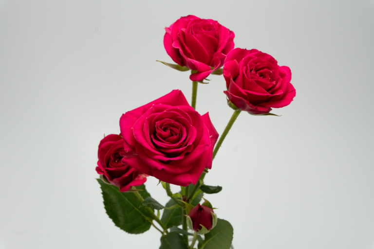 Gem Star — Hot Pink spray rose, Luxus Blumen