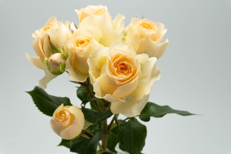 Gemini — Garden Style spray rose, Luxus Blumen