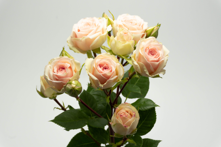 Ginger — Light Pink spray rose, Luxus Blumen