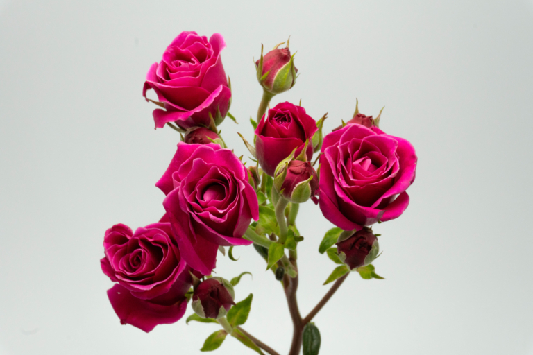 Hot Majolika — Hot Pink spray rose, Luxus Blumen