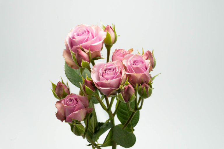 Lavander Irishka — Purple & Lavender spray rose, Luxus Blumen