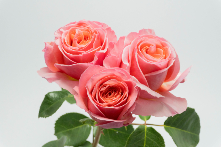 Lynx — Garden Style spray rose, Luxus Blumen