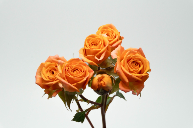 Madeira — Orange spray rose, Luxus Blumen
