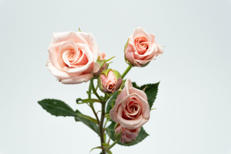 Majolika — Light Pink spray rose, Luxus Blumen
