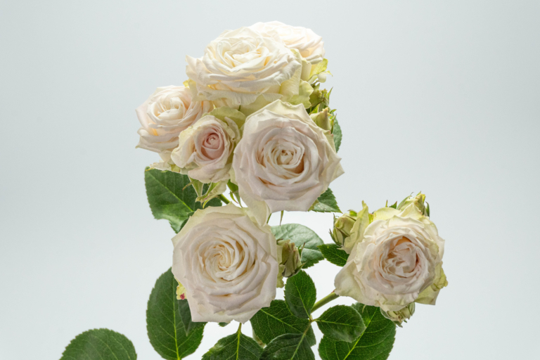 Mykonos — White spray rose, Luxus Blumen