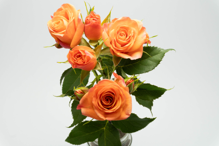 Orange Star — Orange spray rose, Luxus Blumen