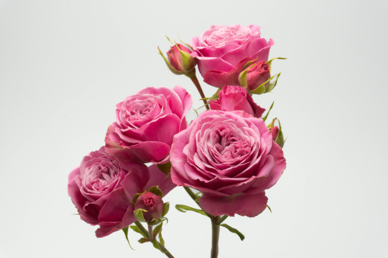 Paradox — Garden Style spray rose, Luxus Blumen