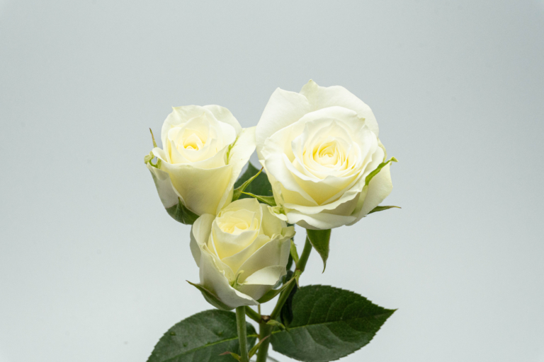Pascua — White spray rose, Luxus Blumen