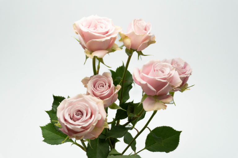 Portrait — Light Pink spray rose, Luxus Blumen