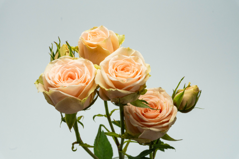 Sand Storm — Light Pink spray rose, Luxus Blumen