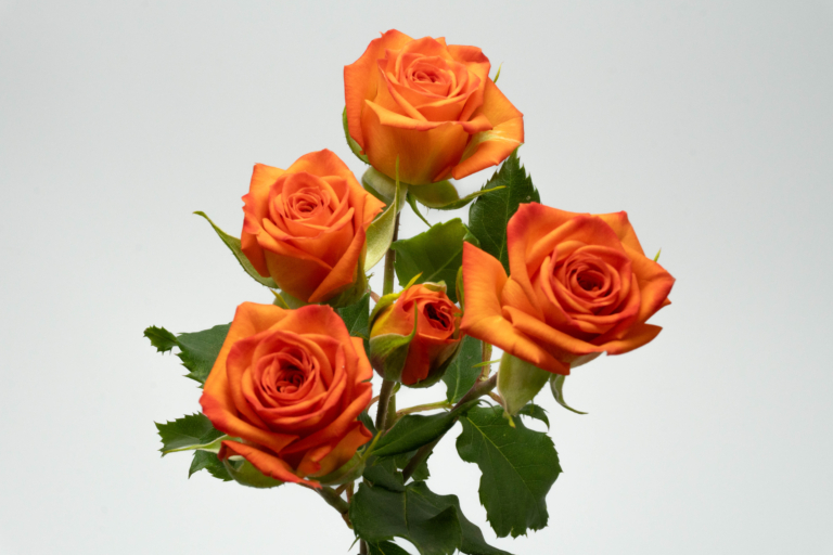 Saona — Orange spray rose, Luxus Blumen