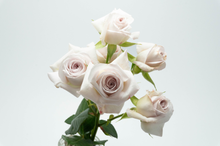 Silver Storm — Peach spray rose, Luxus Blumen