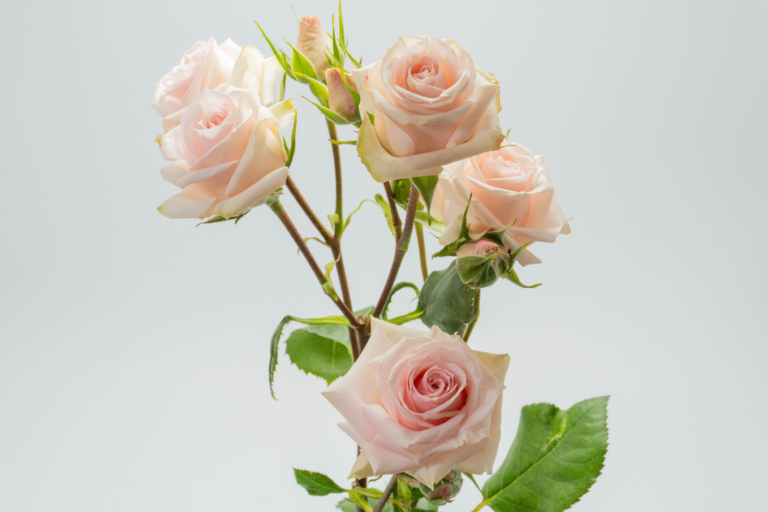 Star Blush — Light Pink spray rose, Luxus Blumen
