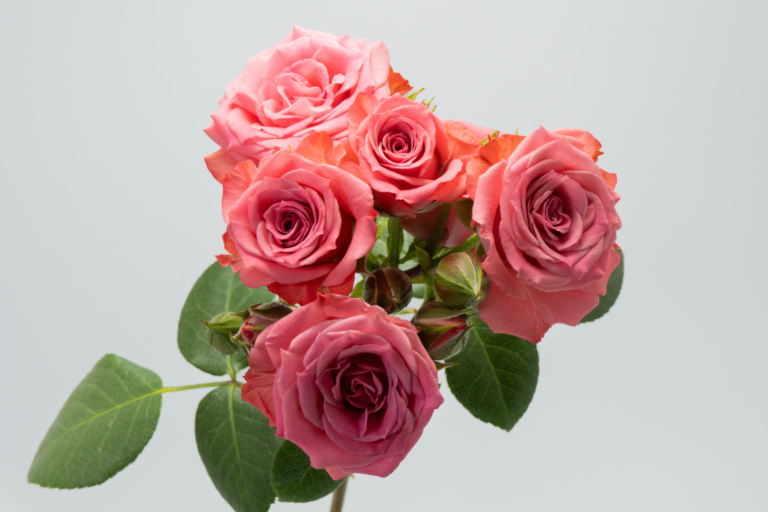 Storm — Light Pink spray rose, Luxus Blumen