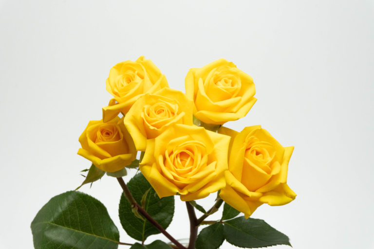 Summer Set — Yellow spray rose, Luxus Blumen