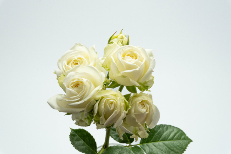 Sweet Dream — White spray rose, Luxus Blumen