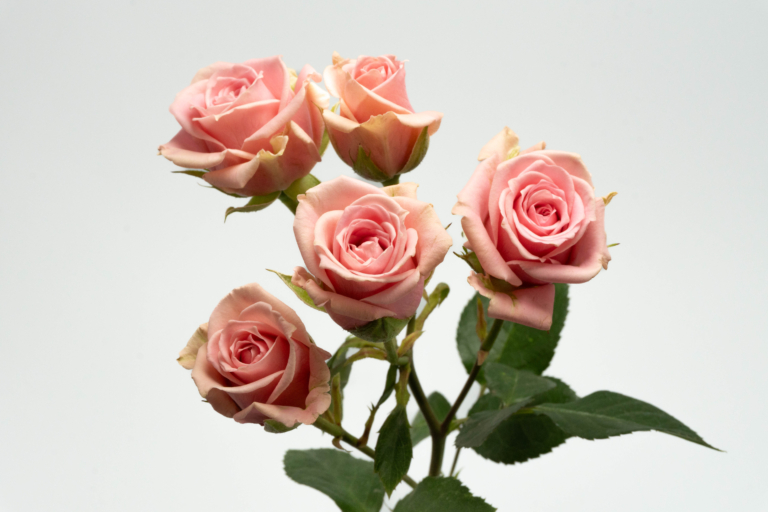 Sweet Sensation — Light Pink spray rose, Luxus Blumen