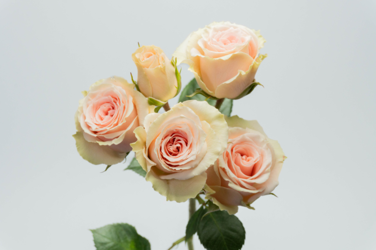 Volanch — Garden Style spray rose, Luxus Blumen
