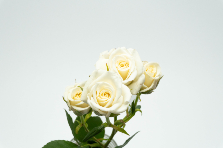 White Majolika — White spray rose, Luxus Blumen