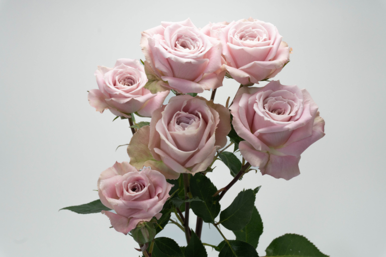 Cratos — Light Pink spray rose, Luxus Blumen