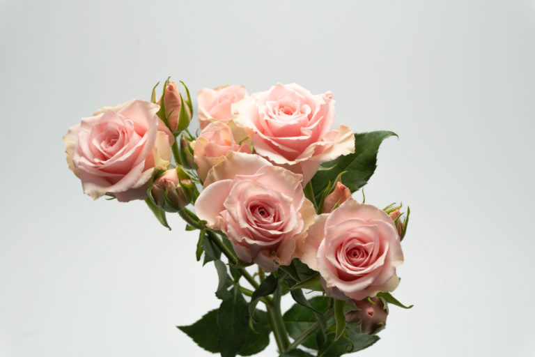 Elba — Light Pink spray rose, Luxus Blumen
