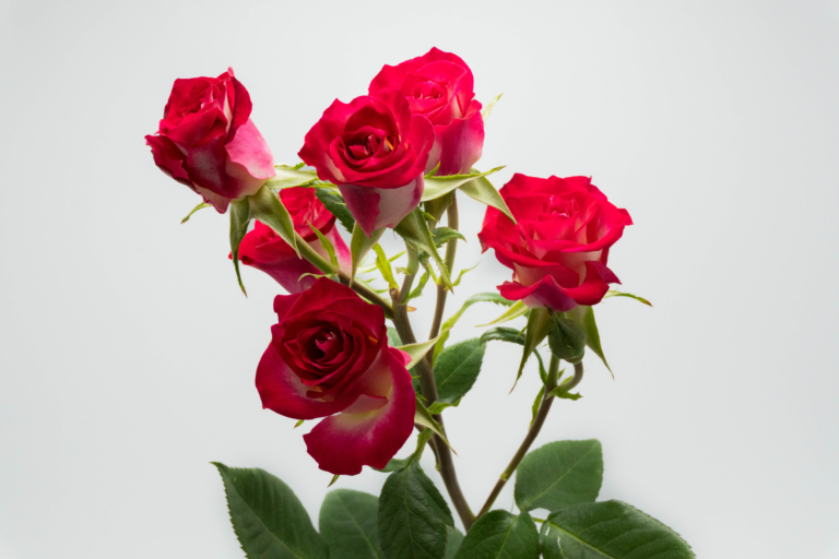 Milky Way — Bicolor spray rose, Luxus Blumen