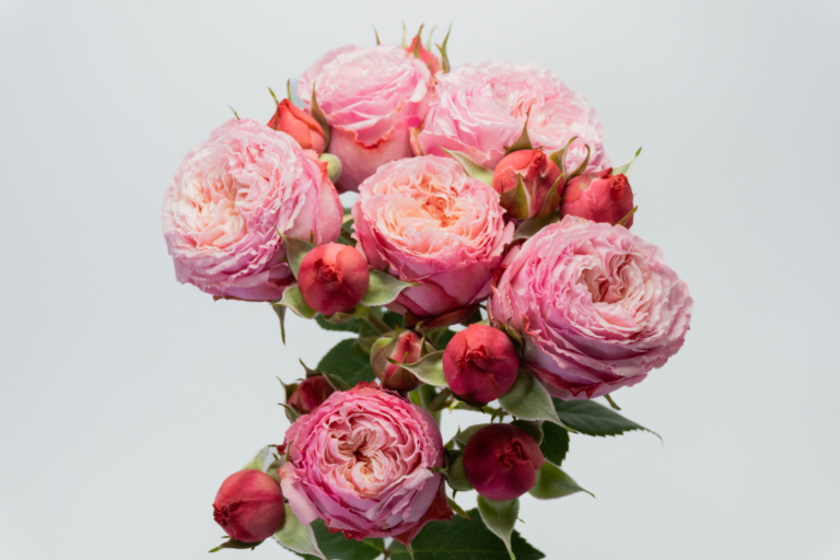 Sky Line Exotic — Garden Style spray rose, Luxus Blumen